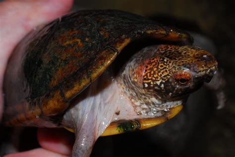 Tabasco Mud Turtle Alchetron The Free Social Encyclopedia