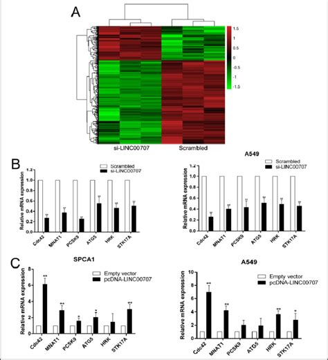 Cdc Is A Downstream Target Gene Regulated By Linc A