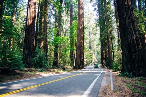 Abra a estrada através das árvores de sequoias em linha reta e vazia no