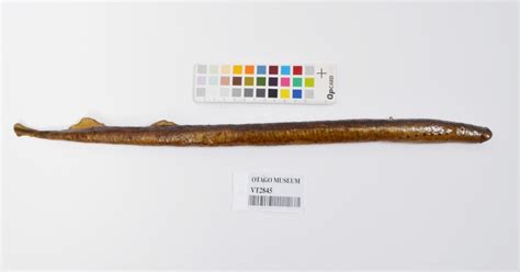 Pouched Lamprey Geotria Australis Vt2845 Tūhura Otago Museum