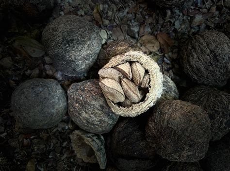 Las Posibilidades De La Nuez O Casta A De Madre De Dios El Trinche