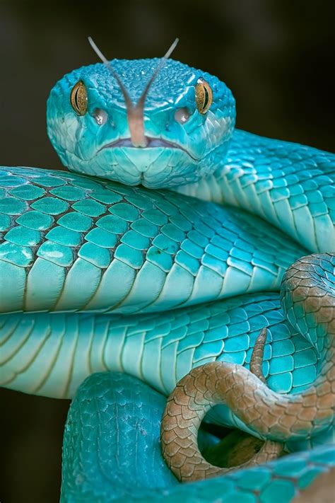 Un Serpent Blue Pit Viper Très Rare Snake Wallpaper Cute Snake