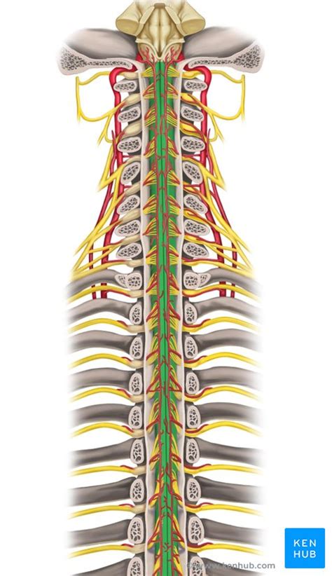 Zentrales Nervensystem Anatomie Aufbau Und Embryologie Kenhub The