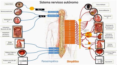 SISTEMA NERVIOSO AUTÓNOMO Qué es Función y Subsistemas