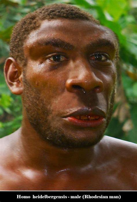 Homo Heidelbergensis Male Evolution Of Humans Homo