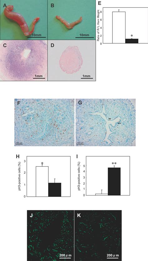 Coup Tfii Mutants Are Defective In Decidualization A E Prcre