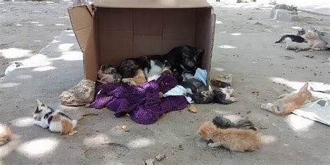 Abandono De Gatos En Polideportivo De Santa Marta Archivo Digital De