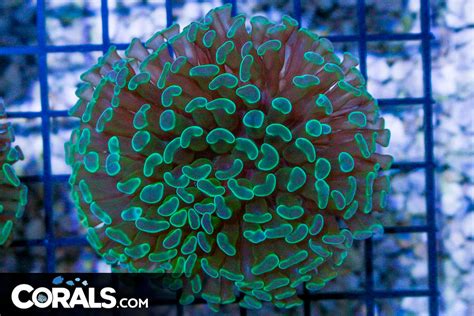 Big Branching Hammer Frag Australia Green Corals