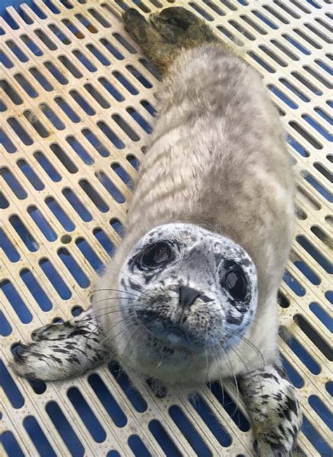 Seal pup stranding season in full swing for rescue centre | CTV ...