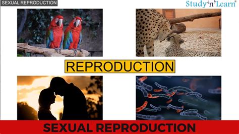 Sexual Reproduction In Flowering Plants Flower And Plants Class 11 Biology Chapter 01