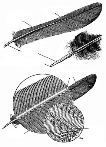 Feather structure Diagram | Quizlet