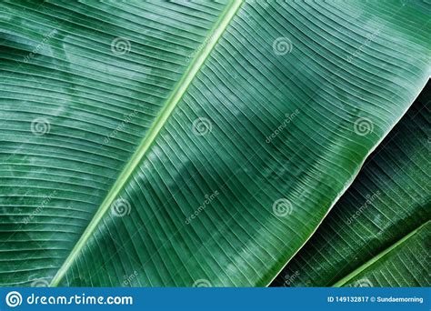 Textura De La Hoja Del Pl Tano Concepto Tropical Verde Del Fondo Del