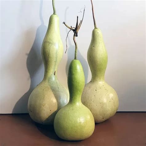 Calabaza Mate Porongo Semillas Agroecol Gicas Para Cultivo