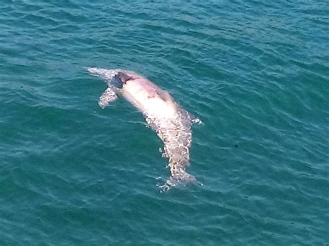 G1 Golfinho é encontrado morto na Praia Dourada em Angra dos Reis