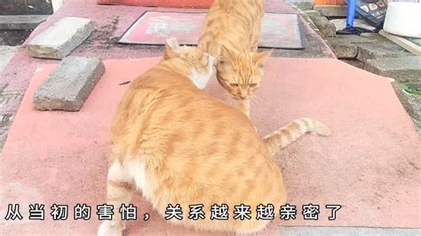 话唠橘猫老是使唤姐姐开门，跟橘橘关系越来越好，总是让着它先吃 Youtube