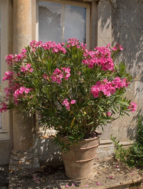 Nerium Oleander Plant Care Growing Tips Horticulture Co Uk