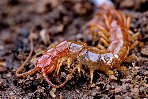 Lithobius Forficatus 26mm Sigma 105mm F28 Macro Flickr