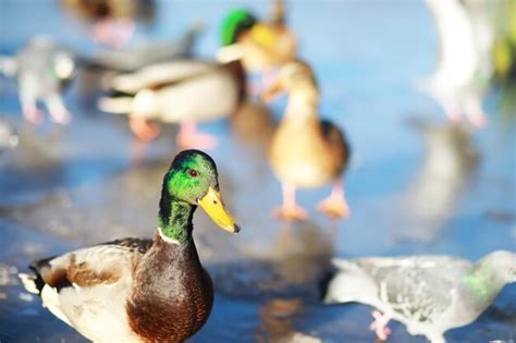 Los Patos Nadan En El Lago En Invierno Una Bandada De Patos Se Prepara