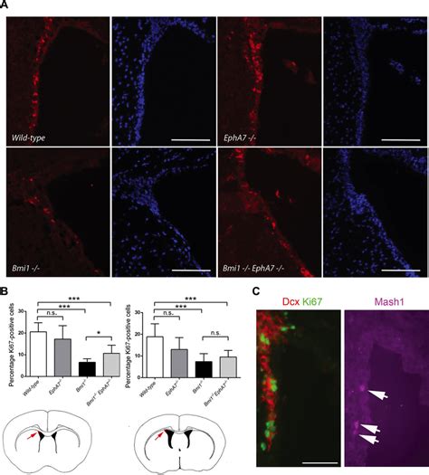 Deletion Of Epha Increases The Number Of Proliferating Cells In The