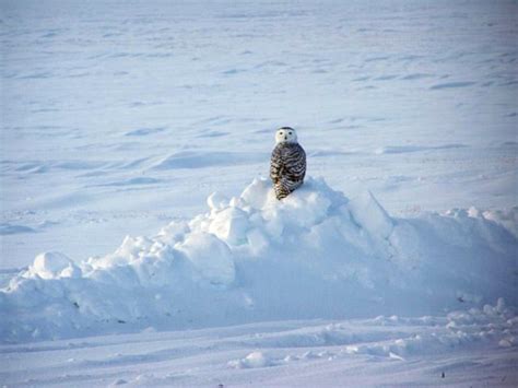 Arctic Birds Ice Stories Dispatches From Polar Scientists