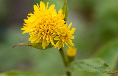 The Goldenrod Flowers