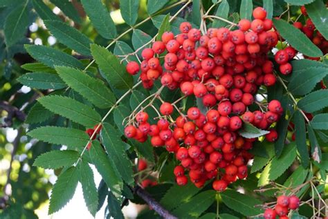 Sorbus aucuparia Revista de Flores Plantas Jardinería Paisajismo y