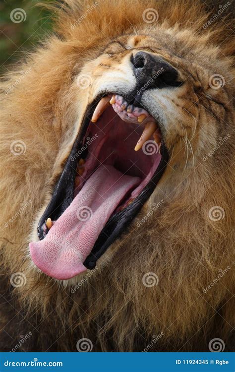 Lion roar stock image. Image of open, animal, angry, profile - 11924345