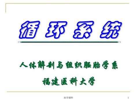 组织学与胚胎学 循环系统 Ppt课件word文档在线阅读与下载无忧文档