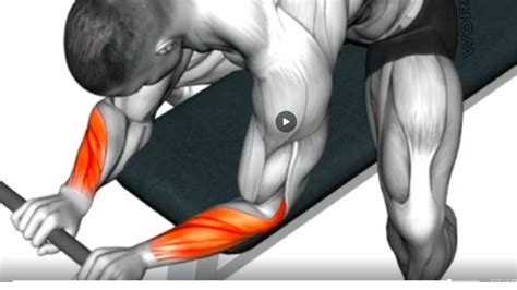 Build Massive Forearms With These Killer Exercises Youtube