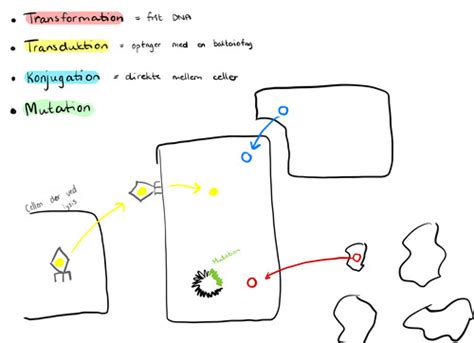 Generelt Om Bakterier Flashcards Quizlet