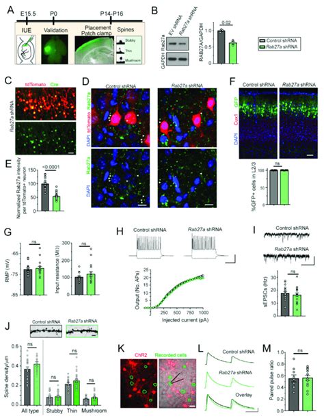 Rab27a Knockdown Does Not Affect Cortical Neuron Placement And Download Scientific Diagram