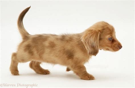 Full Grown Mini Dappple Dachshund Google Search Dachshund Puppies