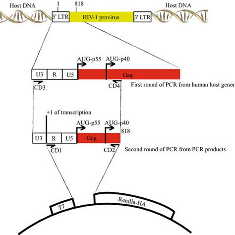 Schematic Representation Of The Cloning Strategy Sequences Of The