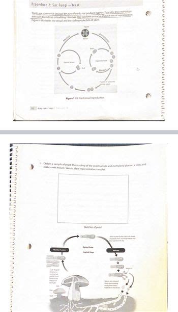 Answered Figure 4 Illustrates The Sexual And Bartleby