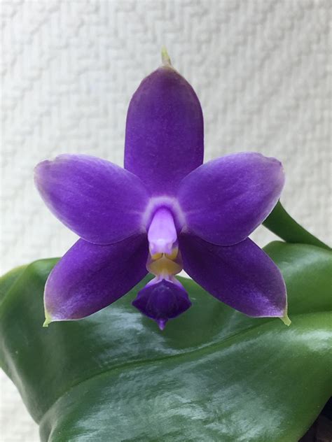 Phalaenopsis Violacea F Coerulea Indigo