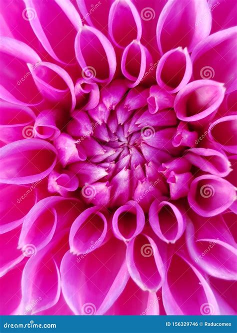 Macro Photography of a Pink Dahlia Stock Photo - Image of daylight ...