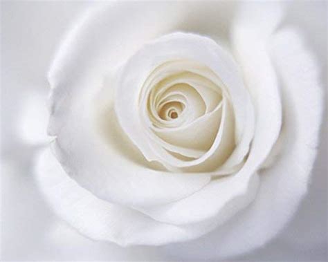 10 Finest White Roses Wall Art Images Info