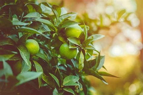 Come ottenere facilmente un albero di limone da un seme È molto facile