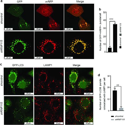 Knockdown Of Rnf Impairs The Fusion Of Autophagosome With Lysosome