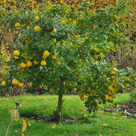 12 Best Zone 7 Fruit Trees | Balcony Garden Web