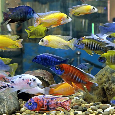 colorful freshwater community aquarium fish