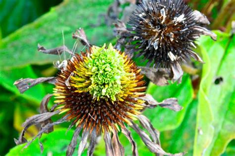 Coneflower Rosette Gall Mites Toronto Gardens