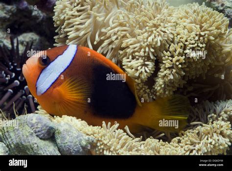 La Canela El Pez Payaso Amphiprion Melanopus Fotograf A De Stock Alamy