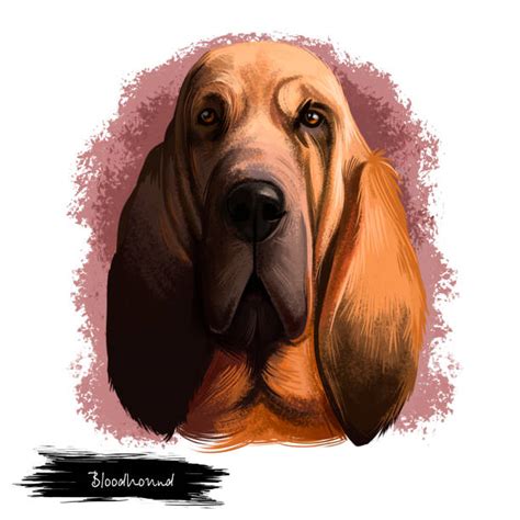 Bloodhound Puppies Drawings Illustrations Royalty Free Vector Graphics