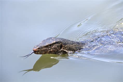 Swimming Monitor Lizard Stock Photos Image 11035263