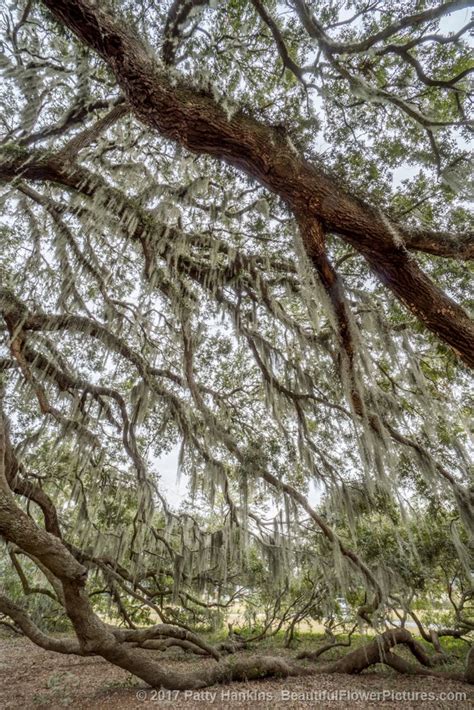 Majestic Oak Tree In Savannah Georgia Beautiful Flower Pictures Blog