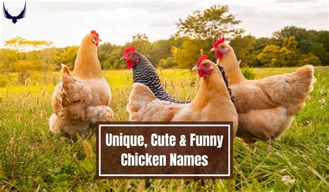 List Of Unique Cute Funny Chicken Names