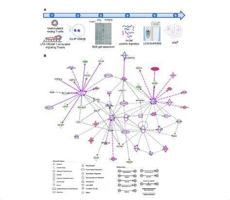 Identification Of Gsk3b Interactome In Migrating T Cells A