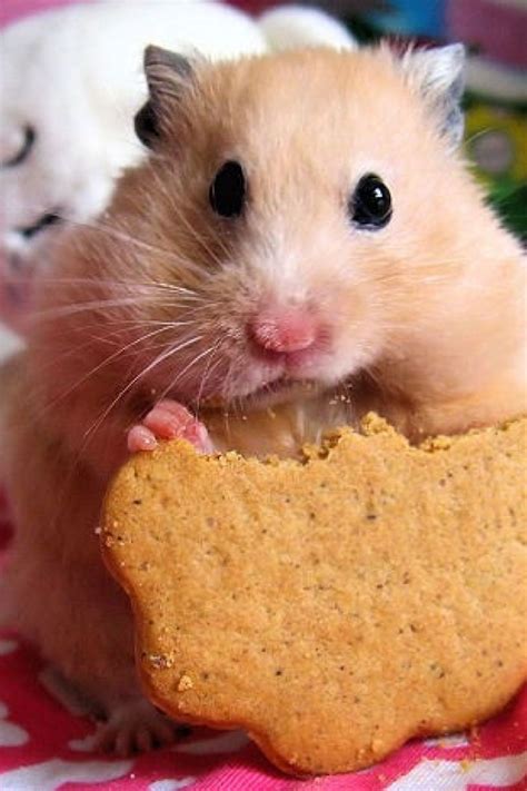 Cute Hamster Eating A Cookie Animals Pinterest Hamster Eating