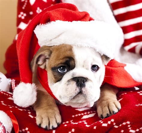 Dogs, Holidays, Christmas, Bulldog, Winter Hat, Glance, Hd Wallpaper